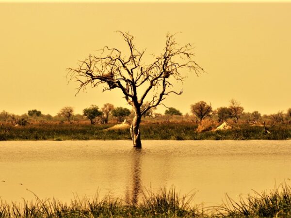 Tree in a body of water