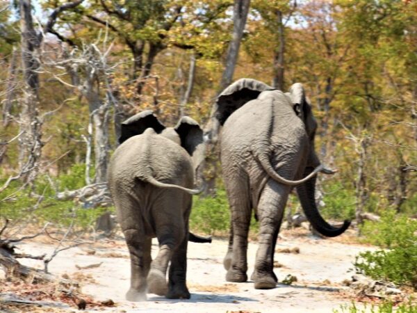 Two elephants