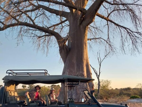 vos-baobab